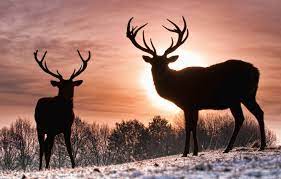 Wallpaper winter, the sun, deer images ...