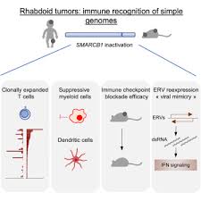 Clonally Expanded T Cells Reveal Immunogenicity Of Rhabdoid