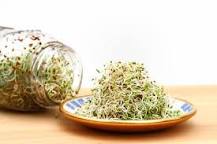 What  do  alfalfa  sprouts  taste  like?
