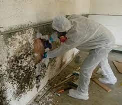 Black Mold Removal Services Near Me