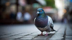 pigeon in the street background cool