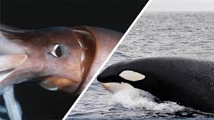 giant squid vs orca who would win