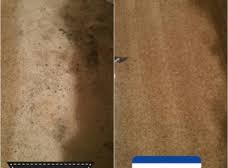 hydrospa carpet cleaning erie co 80516