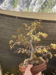 anese maple bonsai tree 27 years old