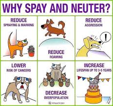 I recently adopted a neutered cat from a shelter and he's been great. No Cost Spay Neuter Services Fort Bend County Tx Health Human Services