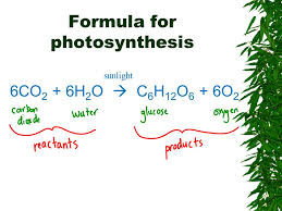 Photosynthesis Reaction Steps And