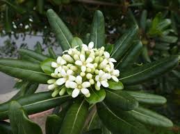 Pittosporum tobira Calflora