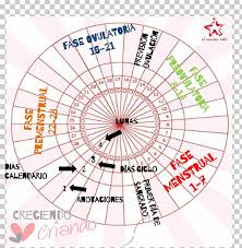 Diagram Lunar Calendar Fertility Menstrual Cycle Moon Png