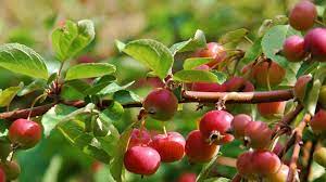 20 types of crabapple trees you can