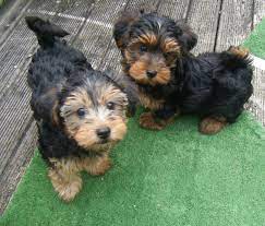 yorkshire terrier x toy poodle