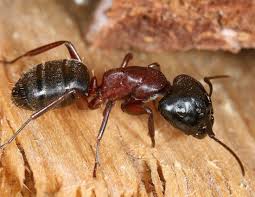 diffe types of ants and how to get