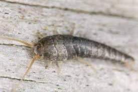 here s how to get rid of silverfish