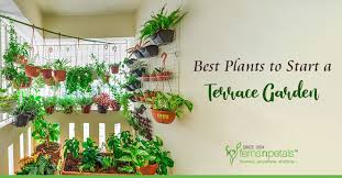 Best Plants To Start A Terrace Garden