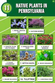 11 native plants in pennsylvania a z