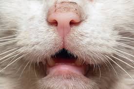 mouth cancer in cats causes symptoms
