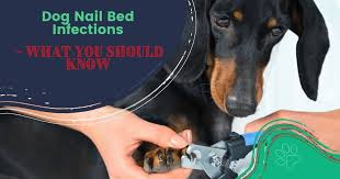 dog nail bed infections what you