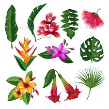 Tropical Plants Hawaii Flowers Leaves
