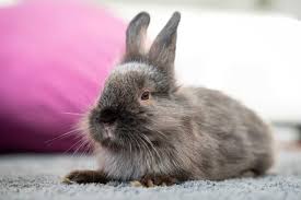 remove rabbit urine smell from carpet