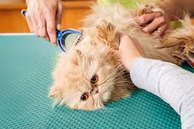 Since senior cats may have more matted cat hair and need more help grooming than younger why senior cats may have increased matted cat hair. Matted Cat Fur White Flakes