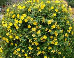 Wort Yellow Flowers Hardy Garden Shrub