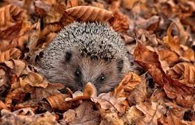 Pet stores are a popular place for people to buy hedgehogs. Pet Hedgehog Costs Facts And Care Lovetoknow