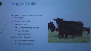 Comparing Bos Taurus And Bos Indicus Cattle 2018