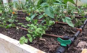 Irrigation In The Vegetable Garden