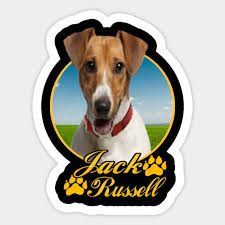 Jack Russell