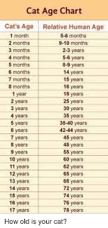 Cat Age Chart Cats Age Relative Human Age 1 Month 5 6