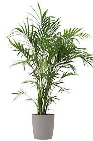 Indoor Palm Plants Care Tips Types Of