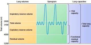 lung volumes and capacities owlcation