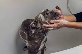 how often should you bathe a pitbull