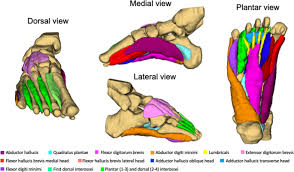 Almost every movement in the body is the outcome of muscle contraction. New Insights Into Intrinsic Foot Muscle Morphology And Composition Using Ultra High Field 7 Tesla Magnetic Resonance Imaging Bmc Musculoskeletal Disorders Full Text