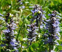 ajuga bugleweed seeds ajuga reptans