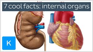 7 Cool Facts About The Bodys Internal Organs Human Anatomy Kenhub
