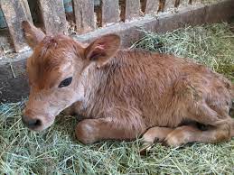 ジャージー牛の赤ちゃんが生まれました。 » 牧歌の里