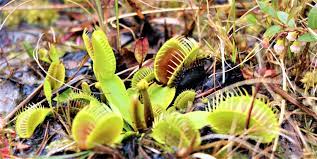 stanley rehder carnivorous plant garden