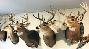 what determines a buck s antler color