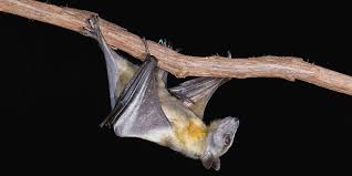 why bats are such good hosts for ebola