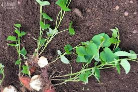 growing sweet potatoes for a healthy