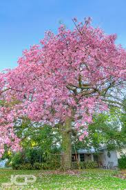 What is special about this tree besides all the gorgeous flowers is that it will go briefly deciduous to flower with massive amounts of flowers in the fall, often in october when little else is putting on a colorful d. Silk Floss Tree Blog Jason Collin Photography