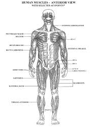 These muscles help to make up the musculoskeletal (say: Muscle Anatomy Coloring Sheets Anatomy Human Body Coloring Home