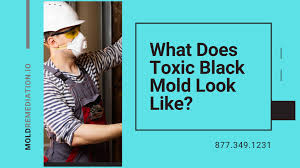 what does toxic black mold look like