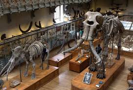 Палеонтологический музей: история, режим работы и цены, адрес, выставочные  залы