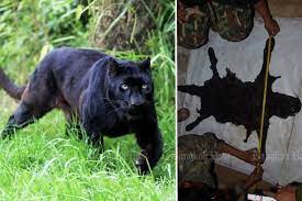 They have been documented mostly in tropical forests, with black leopards in kenya, india, sri lanka, nepal, thailand, peninsular malaysia and java, and black jaguars in mexico. Why Black Leopards Lives Matter