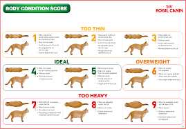 Body Condition Chart Cat Hd Sunvet Animal Wellness