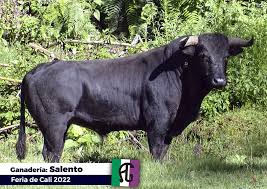 Los toros de Salento para Cali - Cultoro.es