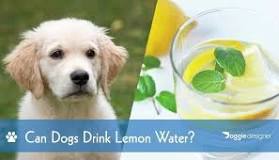 can-dogs-drink-lemon-water