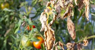 tomato blight treatment and prevention