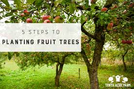 Permaculture Fruit Tree Guild